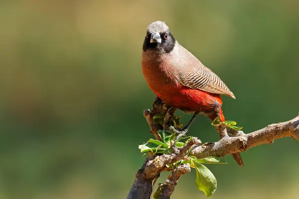 stock image A small black-faced waxbill (Estrilda erythronotos) perched on a branch, South Africa