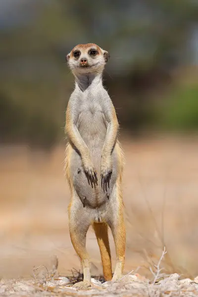 stock image An alert meerkat (Suricata suricatta) standing upright, Kalahari desert, South Africa