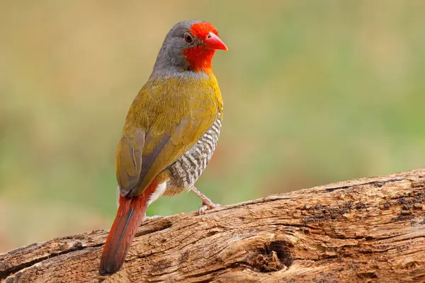 stock image A colorful male green-winged pytilia (Pytilia melba) perched on a branch, South Africa