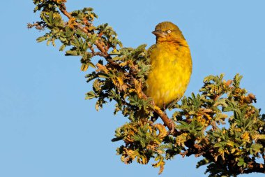 Erkek bir pelerin dokumacı (Ploceus capensis) Güney Afrika 'da bir dala tünedi.