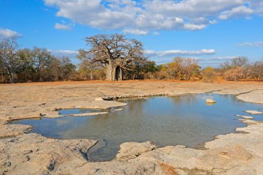 Güney Afrika 'nın Limpopo eyaletinde, mopane savana' da büyük bir baobab ağacı olan manzaralı bir kaya havuzu.