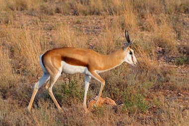 Doğal habitatta bir springbok antidorcas marsupialis (Antidorcas marsupialis), Güney Afrika