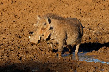 Güney Afrika 'daki Mokala Ulusal Parkı' nda çamurlu bir su birikintisinde bir yaban domuzu (Phacochoerus africanus)