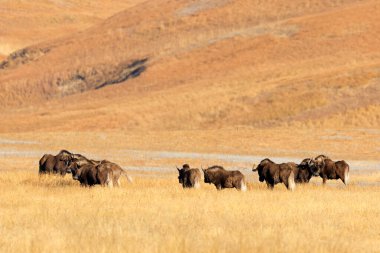 Güney Afrika 'daki Golden Gate Highlands Ulusal Parkı' nda bir kara antilop sürüsü (Connochaetes gnou).