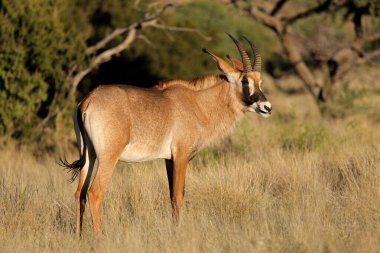 A rare roan antelope (Hippotragus equinus) in natural habitat, Mokala National Park, South Africa clipart