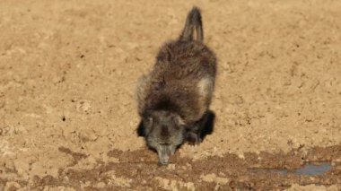 Güney Afrika 'daki Mokala Ulusal Parkı' nda çamurlu bir su birikintisinde içki içen bir Chacma babunu.