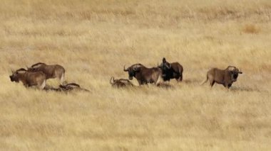 Güney Afrika 'daki Golden Gate Highlands Ulusal Parkı' nda bir kara antilop sürüsü (Connochaetes gnou).