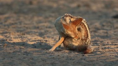 Siyah sırtlı bir çakal (Canis mesomelas) sabahın erken saatlerinde, Kalahari, Güney Afrika 'da hazırlanıyor.