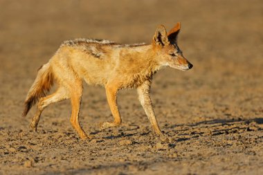 Çalışan, Kalahari Çölü, Güney Afrika bir kara sırtlı çakal (Canis mesomelas)