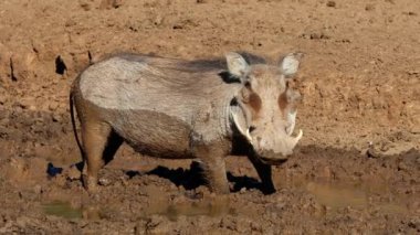 Bir yaban domuzu (Phacochoerus africanus), Güney Afrika 'daki Mokala Ulusal Parkı' nda çamurlu bir su birikintisinde içiyor.