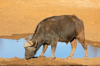 Cape Buffalo 'lu Afrikalı (Syncerus caffer) bir su birikintisi, Mokala Ulusal Parkı, Güney Afrika