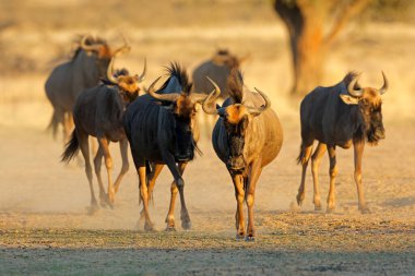 Mavi antilop (Connochaetes taurinus) sürüsü toz içinde yürüyor, Kalahari çölü, Güney Afrika