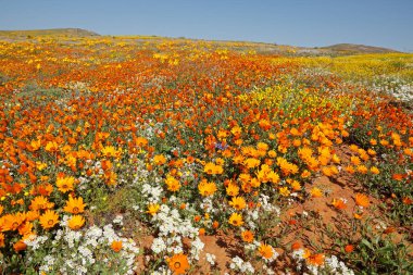 Renkli bahar çiçekleri, Namaqualand, Kuzey Burnu, Güney Afrika