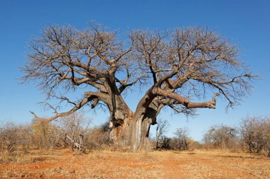 Büyük baobab ağacı (Adansonia digitata) kurak mevsim boyunca Güney Afrika 'nın Limpopo eyaletinde bulunur.