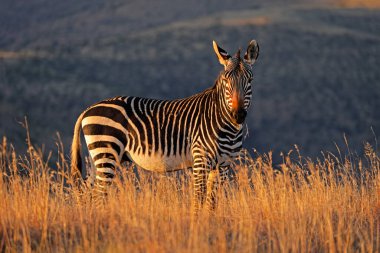 Güneş doğarken otlakta bir Cape dağ zebrası (Equus zebra), Zebra Dağı Ulusal Parkı, Güney Afrika