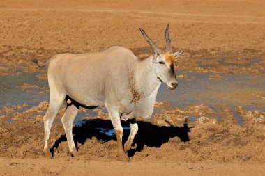 Güney Afrika 'daki Mokala Ulusal Parkı' ndaki çamurlu bir su birikintisinde bir erkek antilop (Tragelaphus oryx).