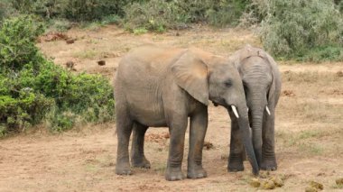 İki genç Afrika fili arasındaki etkileşim (Loxodonta africana), Addo Fil Ulusal Parkı, Güney Afrika