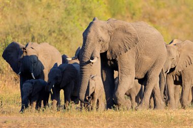 Afrika fil sürüsü (Loxodonta africana) doğal yaşam alanı, Kruger Ulusal Parkı, Güney Afrika