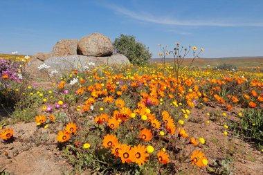 Renkli bahar çiçekleri, Namaqualand, Kuzey Burnu, Güney Afrika