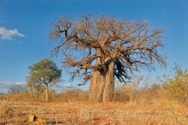Büyük baobab ağacı (Adansonia digitata) kurak mevsim boyunca Güney Afrika 'nın Limpopo eyaletinde bulunur.