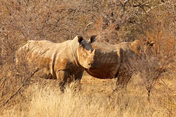 stock image Endangered white rhinoceros (Ceratotherium simum) pair in natural habitat, South Africa