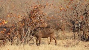 Büyük Afrika bufalosu (Syncerus caffer) sürüsü mopane savanada yürüyor, Kruger Ulusal Parkı, Güney Afrika