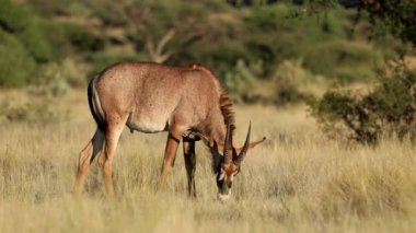 Doğal habitat, Mokala Ulusal Parkı, Güney Afrika 'da nadir bulunan bir antilop (Hippotragus equinus).