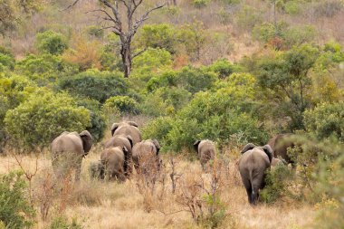 Afrika fil sürüsü (Loxodonta africana) doğal yaşam alanı, Kruger Ulusal Parkı, Güney Afrika
