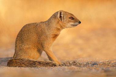 Uyarı sarı firavun faresi (Cynictus penisillata), Kalahari Çölü, Güney Afrika