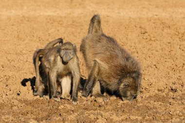 Chacma babunları (Papio ursinus) doğal yaşam alanı, Mokala Ulusal Parkı, Güney Afrika