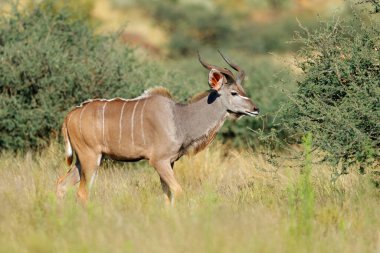 Erkek antilop (Tragelaphus strepsiceros) doğal habitat, Mokala Ulusal Parkı, Güney Afrika 'da yürüyor