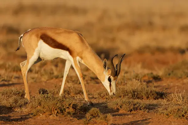 stock image A springbok antelope (Antidorcas marsupialis) in late afternoon light, South Africa