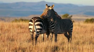 Cape Dağı zebraları (Equus zebra) gün doğumunda çayırlarda, Zebra Dağı Ulusal Parkı, Güney Afrika