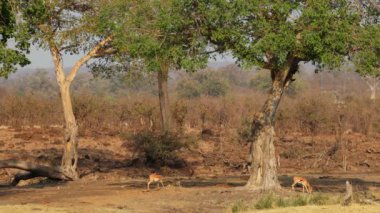 İmpala antilopları (Aepyceros melampus) büyük çınar ağaçlarının altında (Ficus sycomorus), Kruger Ulusal Parkı, Güney Afrika