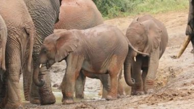 Oyuncu Afrika fili (Loxodonta africana) yavruları, Addo Fil Ulusal Parkı, Güney Afrika