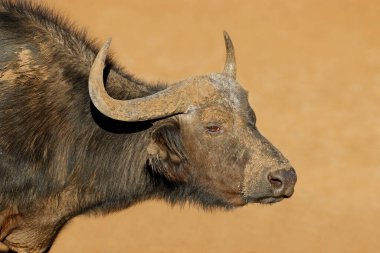 Portrait of an African or Cape buffalo (Syncerus caffer), Mokala National Park, South Africa clipart