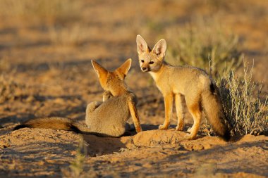 Sabahın erken saatlerinde Cape Foxes (Vulpes chama), Kalahari Çölü, Güney Afrika