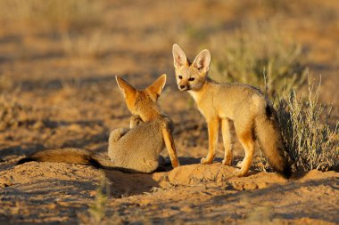 Cape foxes (Vulpes chama) in early morning light, Kalahari desert, South Africa clipart