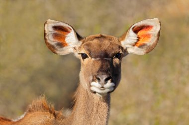 Bir dişi antilobun (Tragelaphus strepsiceros) yakın plan portresi, Güney Afrika