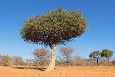 Güney Afrika 'da mavi gökyüzüne karşı savanda Afrika çobanları ağacı (Boscia albitrunca)