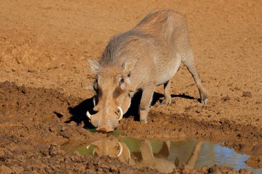 A warthog (Phacochoerus africanus) drinking at a muddy waterhole, Mokala National Park, South Africa clipart