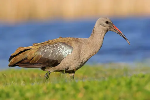 stock image A hadeda ibis (Bostrychia hagedash) foraging in natural habitat, South Africa