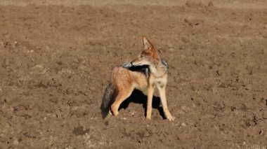 Doğal yaşam alanı Mokala Ulusal Parkı, Güney Afrika 'da siyah sırtlı bir çakal (Canis mesomelas) uyarısı