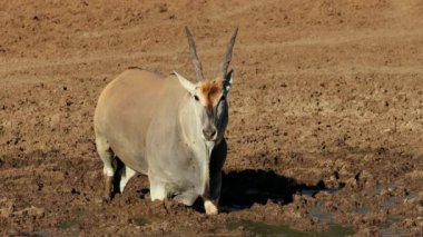 Bir erkek antilop (Tragelaphus oryx) Güney Afrika 'daki Mokala Ulusal Parkı' nda çamurlu bir su birikintisinde içiyor.