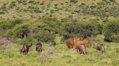Blue wildebeest and a white rhinoceros feeding in natural habitat, South Africa