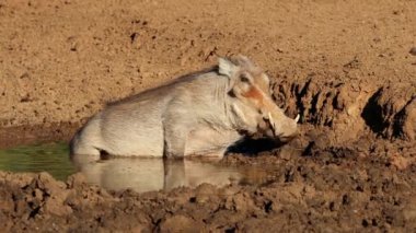 Çamurlu bir su birikintisinde yuvarlanan bir yaban domuzu (Phacochoerus africanus), Mokala Ulusal Parkı, Güney Afrika