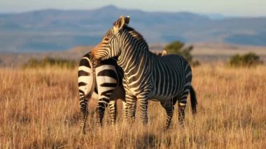 Cape Dağı zebraları (Equus zebra) gün doğumunda çayırlarda, Zebra Dağı Ulusal Parkı, Güney Afrika