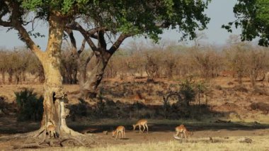İmpala antilopları (Aepyceros melampus) büyük çınar ağaçlarının altında (Ficus sycomorus), Kruger Ulusal Parkı, Güney Afrika