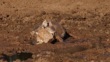 Çamurlu bir su birikintisinde yuvarlanan bir yaban domuzu (Phacochoerus africanus), Mokala Ulusal Parkı, Güney Afrika