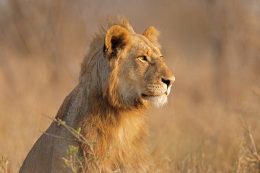 Genç bir erkek Afrika aslanı portresi (Panthera leo), Kruger Ulusal Parkı, Güney Afrika